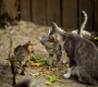 El marketplace Mascoteros.com recaudará fondos en Facebook durante un mes para alimentar a las colonias felinas